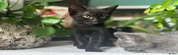 Mixed Breed cats for sale: Sweet sociable kittens - Advert 8