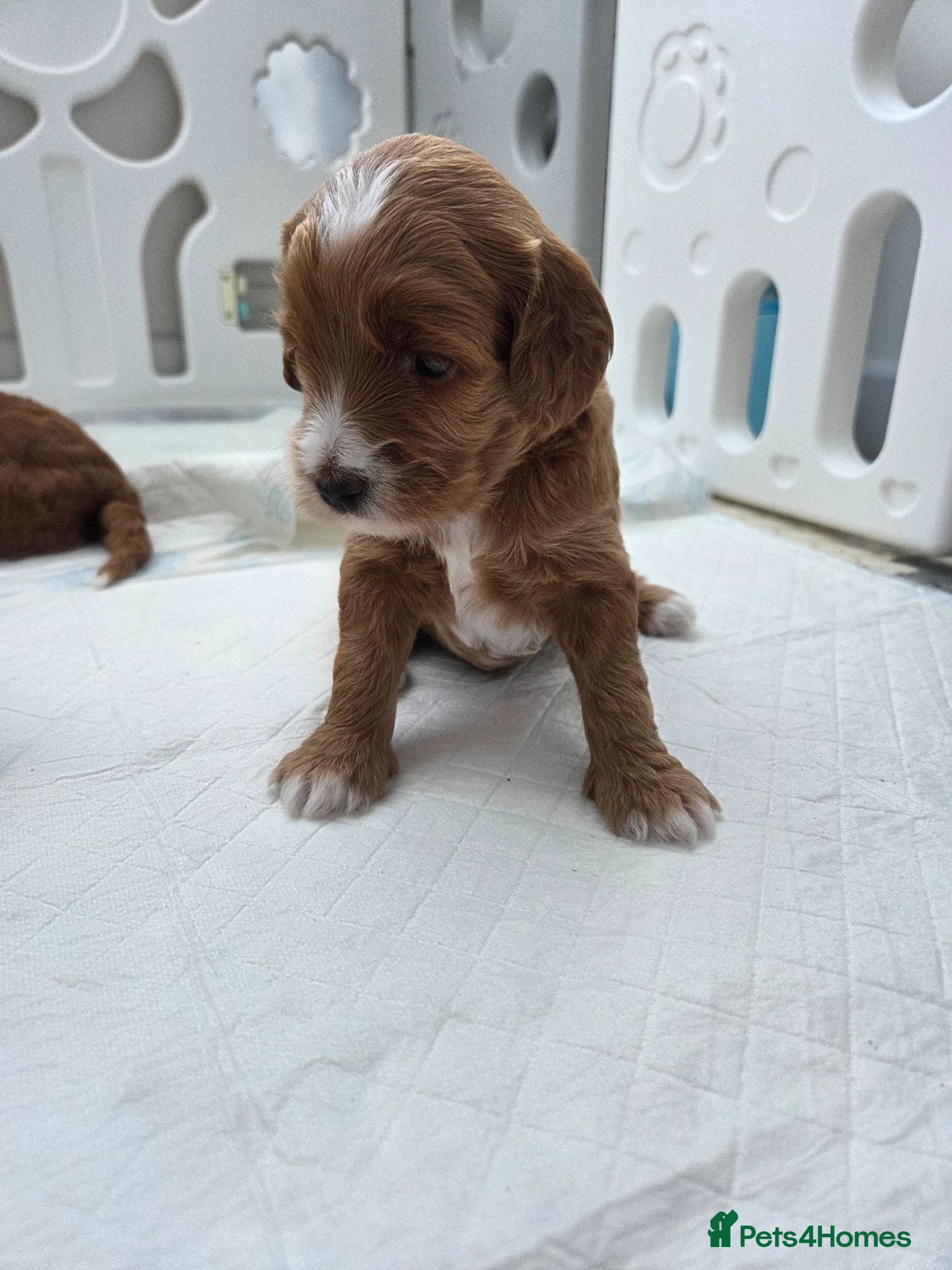 Mini Goldendoodle dogs Red and white tuxedo F1b miniature goldendoodles  - Advert 4
