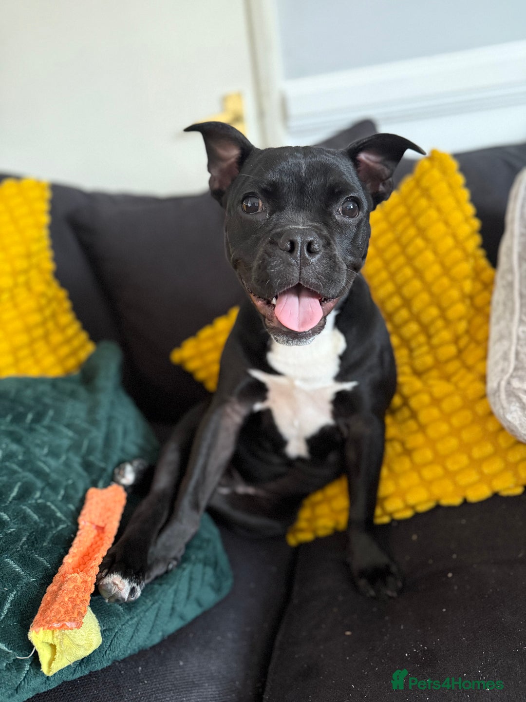 Mixed Breed dogs for sale: Piglet  - Image 1