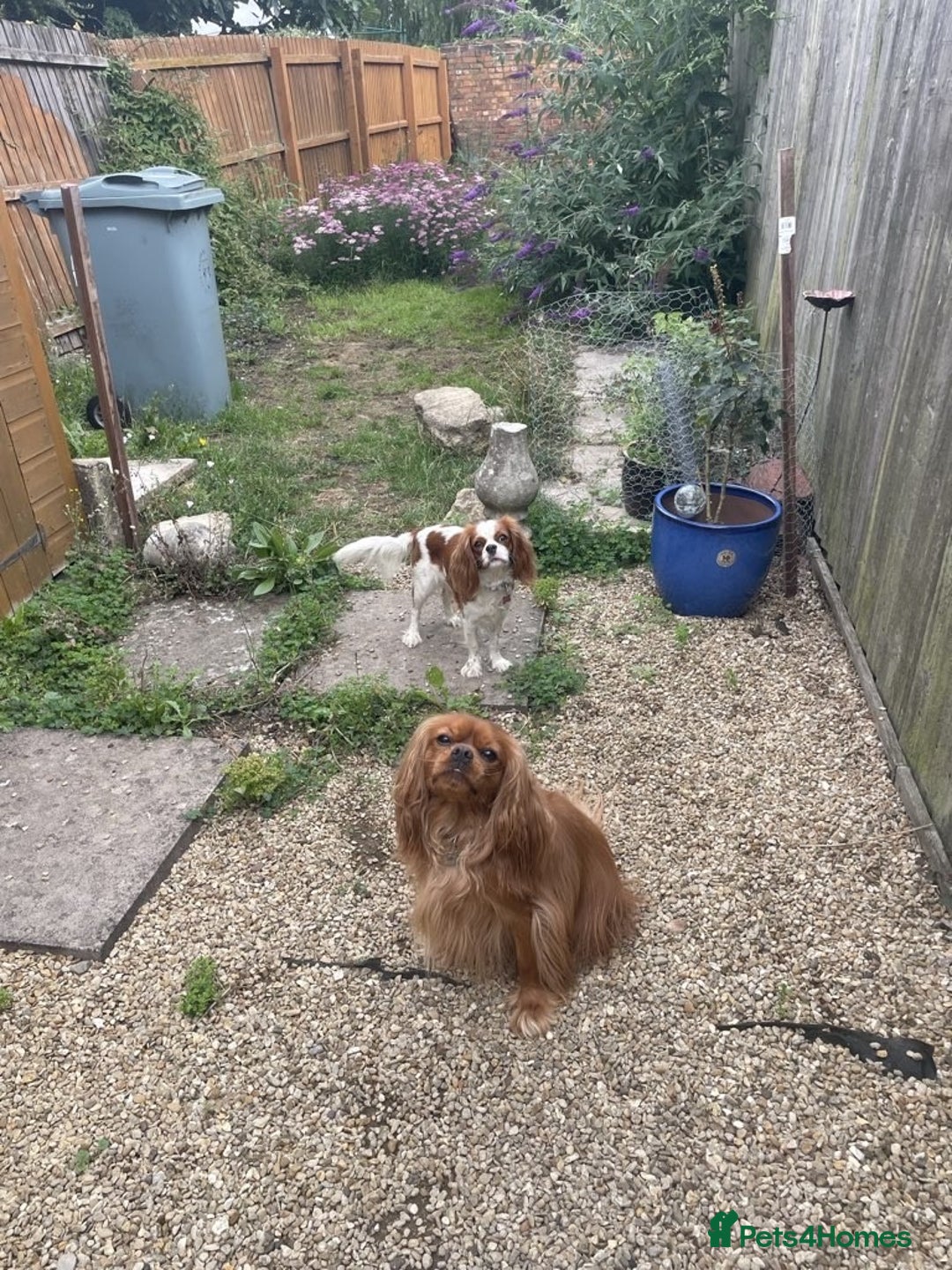 Cavalier King Charles Spaniel dogs for sale: Urgently looking for new home/s - Image 2