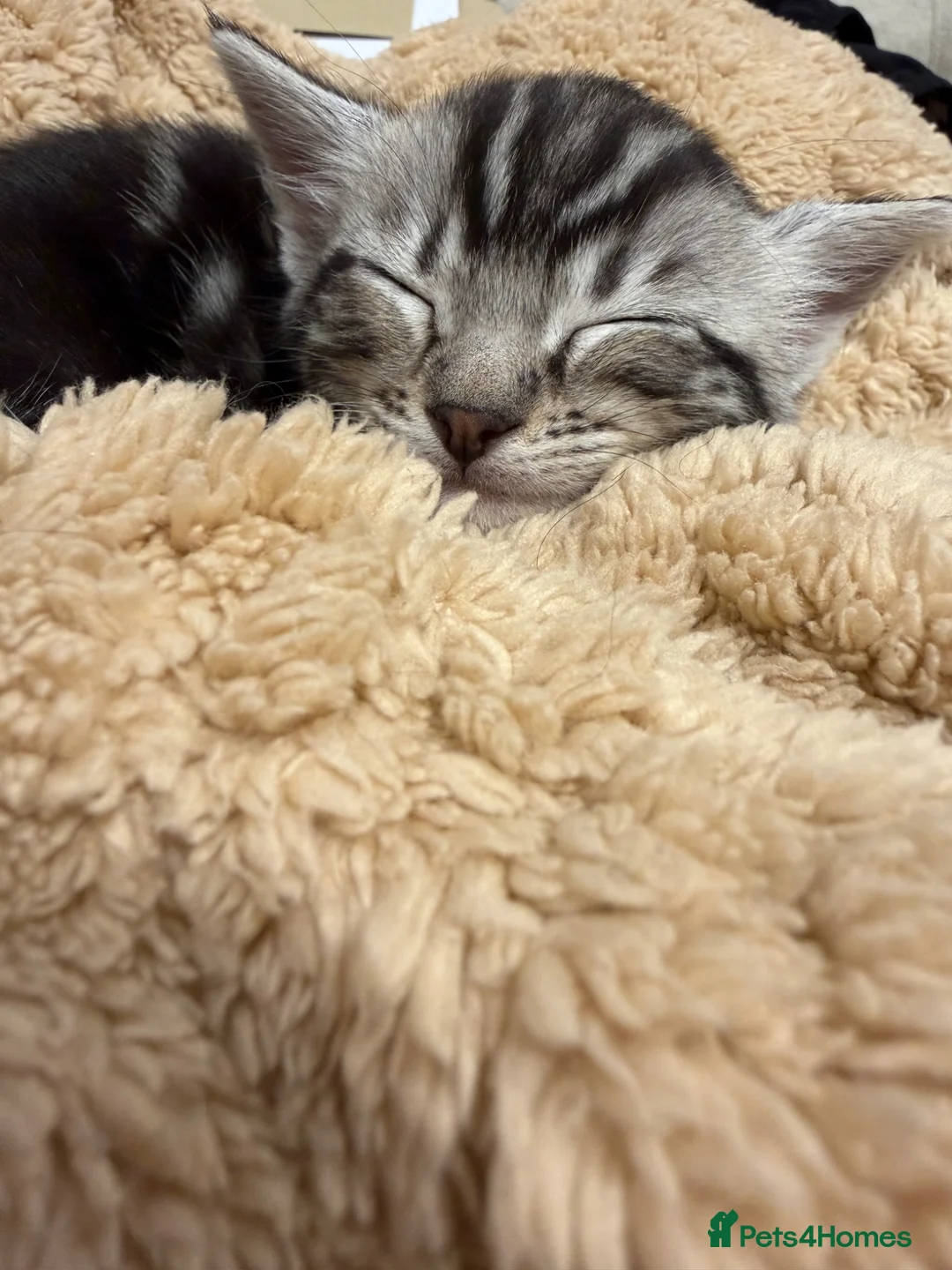 Mixed Breed cats for sale: 2 beautiful 10 Week old kittens  (1xM 1xF) - Advert 15