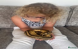 Python Snake reptiles for sale: Ball python  - Image 2