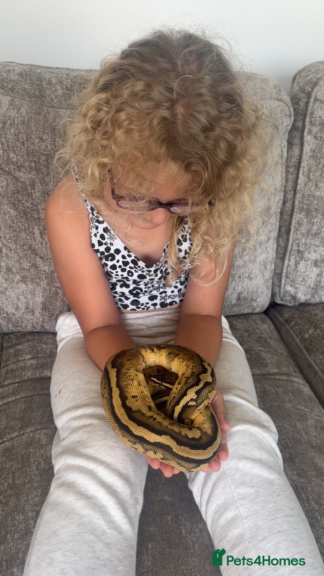 Python Snake reptiles for sale: Ball python  - Image 2
