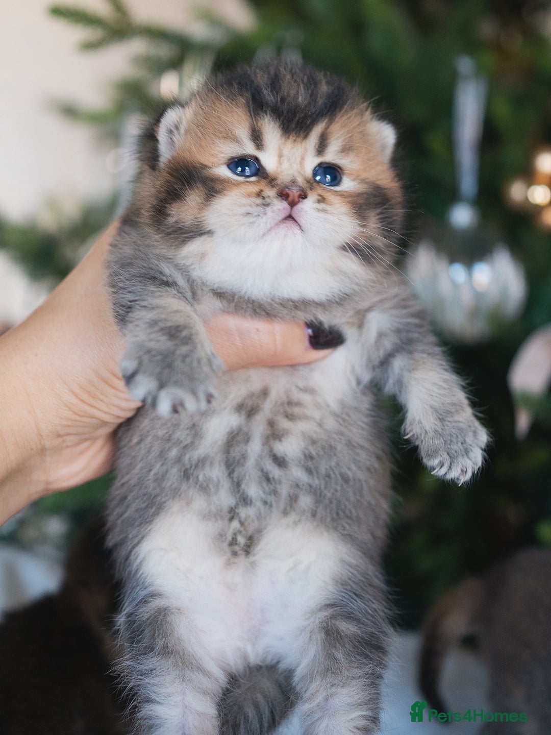 British Shorthair cats for sale: 1 girl available  - Advert 26