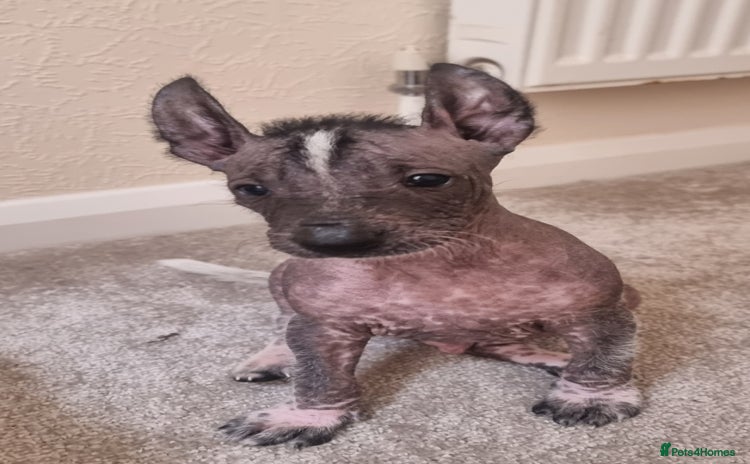 Mexican Hairless dogs - Advert 1