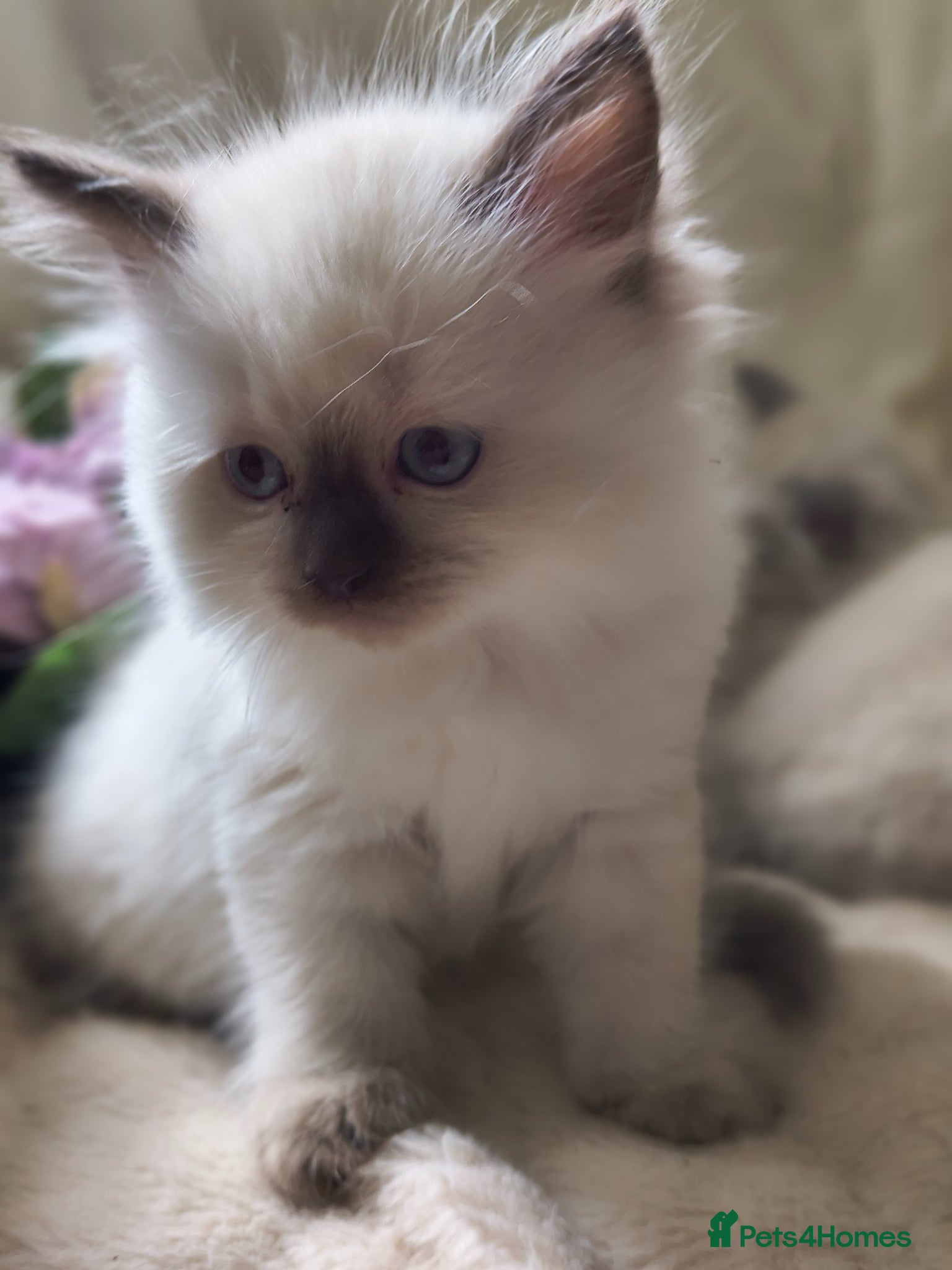 Ragdoll cats Perdolls  - Advert 1