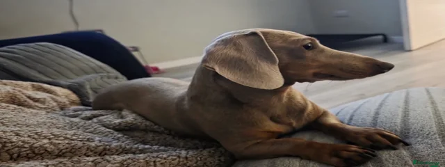 Lightning dreamer