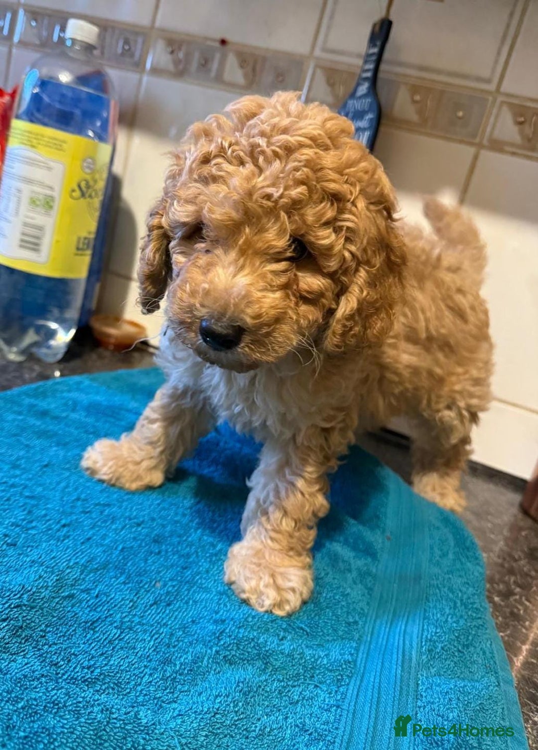 Miniature Poodle dogs for sale: Beautiful miniature poodle pups - Image 14