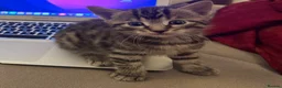 Turkish Angora cats for sale: Mixed Male Turkish Angora / Tabby Kitten  - Advert 5
