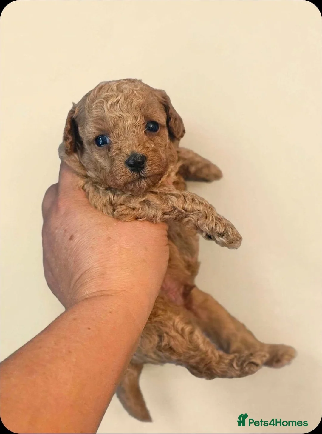 Poodle dogs for sale: Tiny Asian poodle puppies  - Advert 4