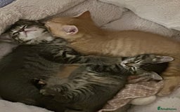 Mixed Breed cats for sale: Beautiful and Cute Kittens - Image 5