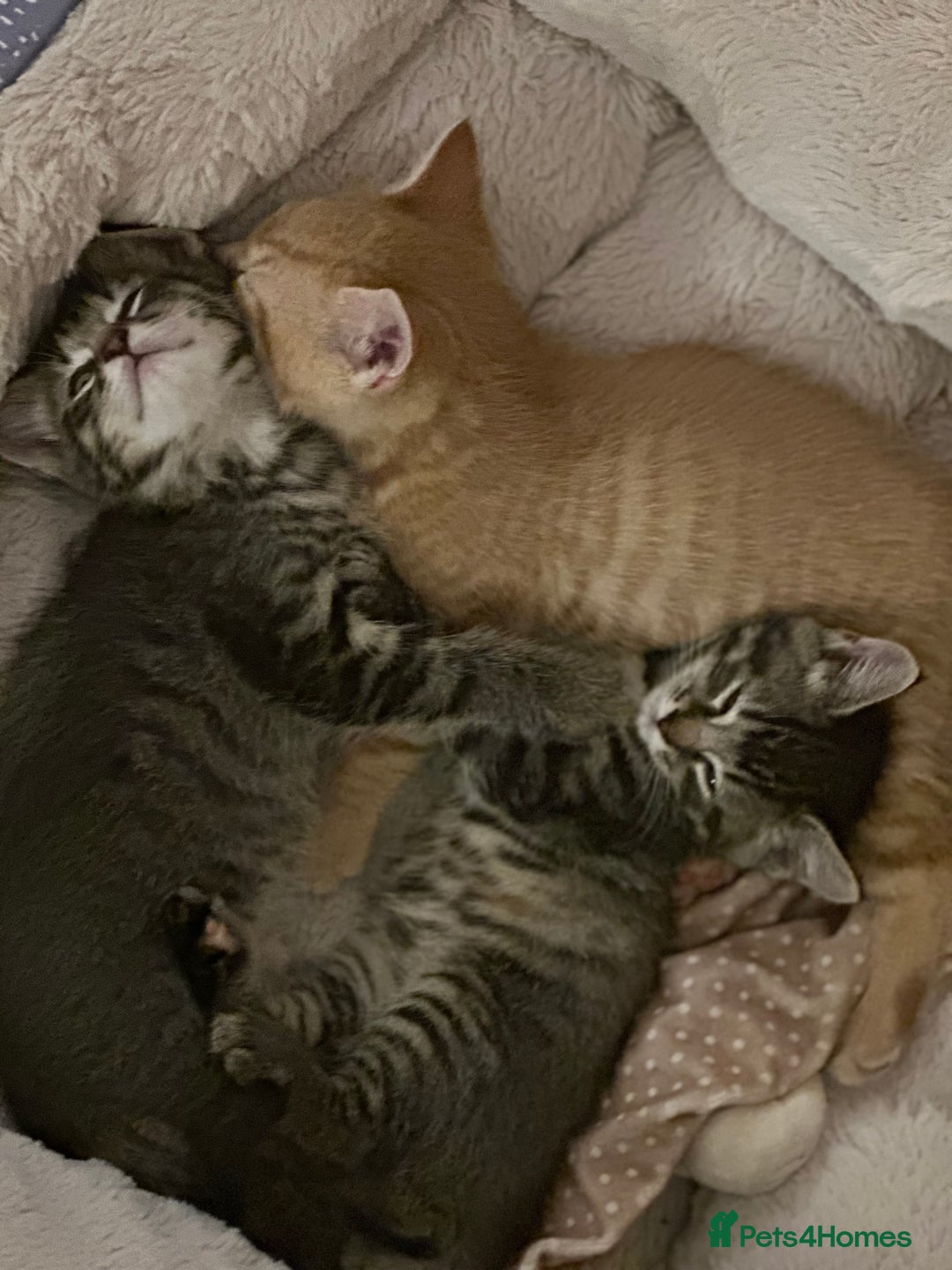 Mixed Breed cats for sale: Beautiful and Cute Kittens - Image 5
