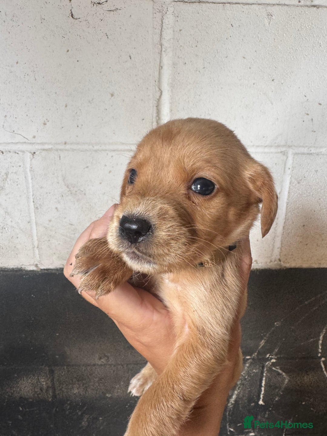 Springador dogs for sale: Beautiful springador puppies ready now - Image 4