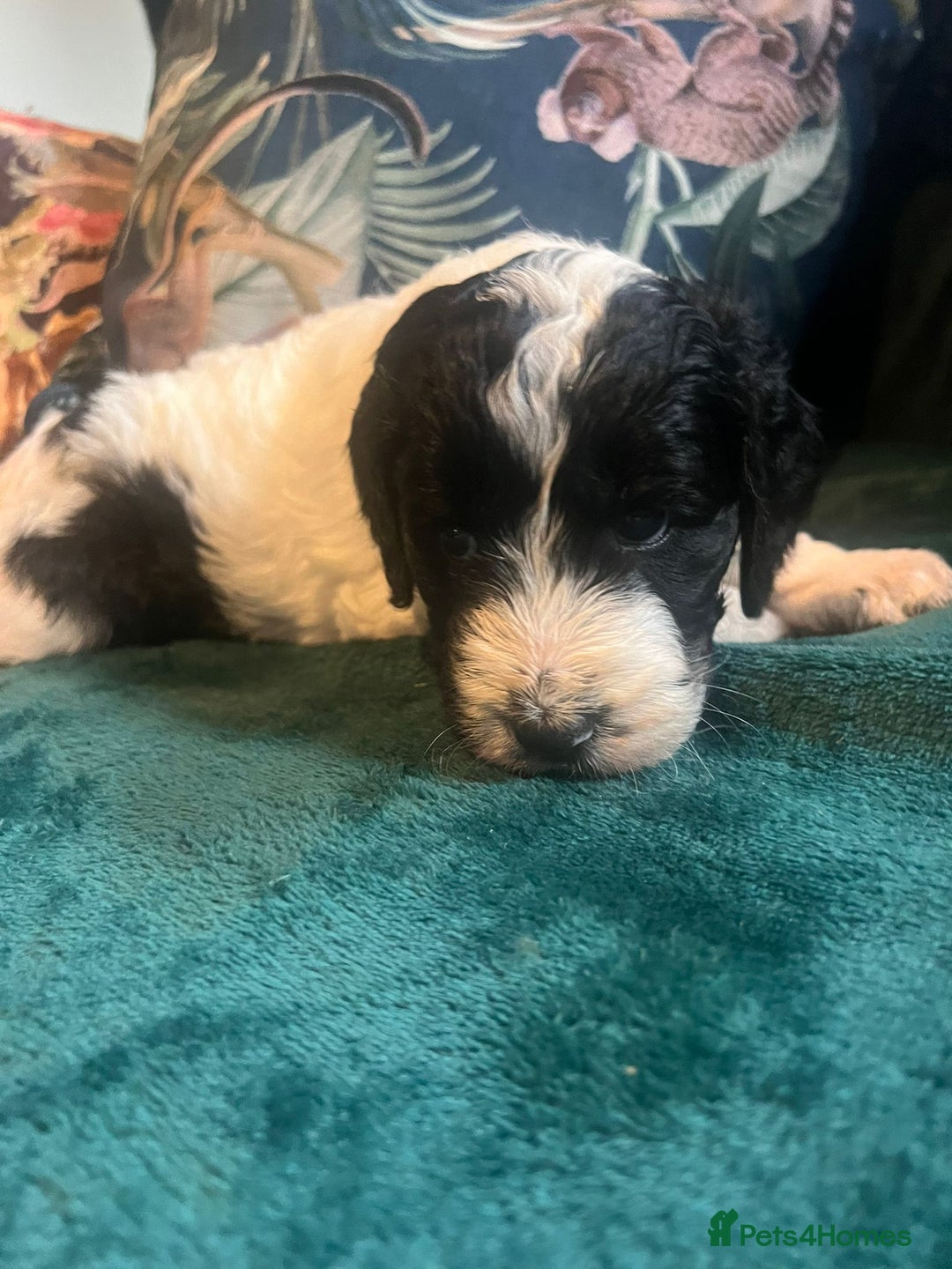 Clumber Spaniel dogs for sale: Clumber x puppies ready to leave 23/12/25 - Advert 6