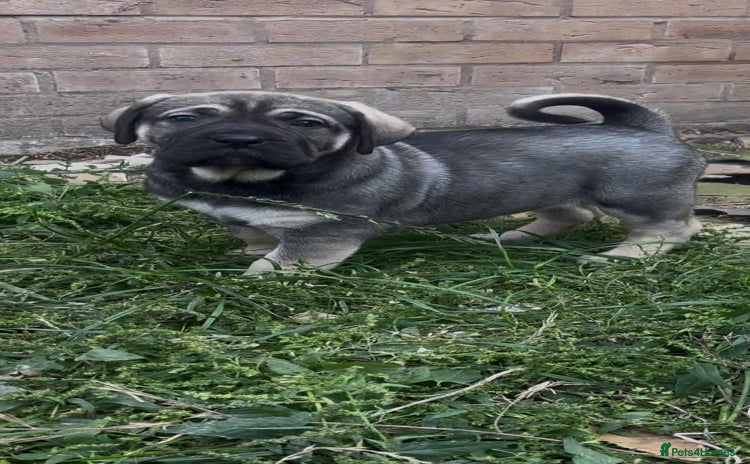 Cane Corso dogs - Advert 1