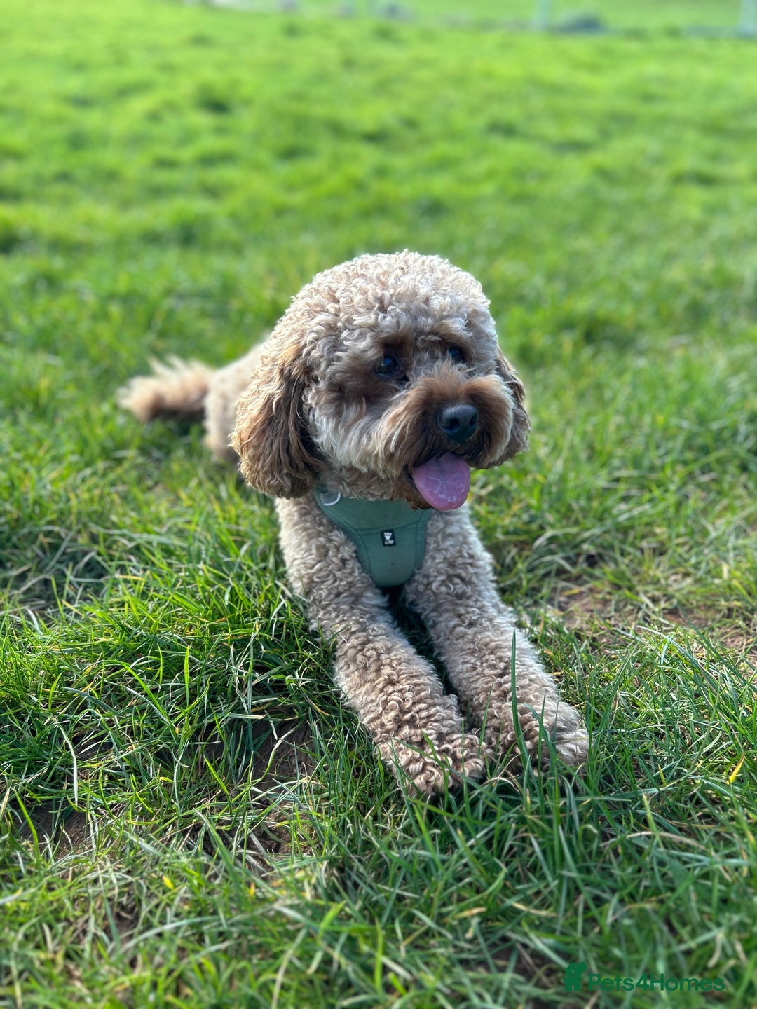 Cavapoo dogs for sale: A special boy in need of a special home  - Image 3