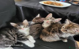 Mixed Breed cats for sale: 4 tabby kittens  - Advert 10