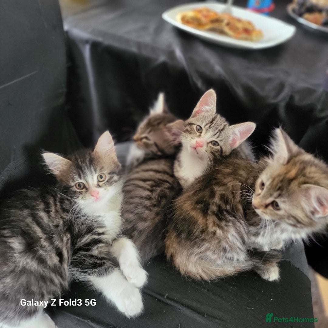 Mixed Breed cats for sale: 4 tabby kittens  - Advert 10