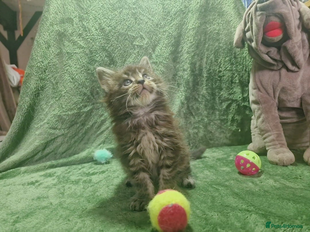 Maine Coon cats for sale: Planned summer babies looking for forever homes - Image 5