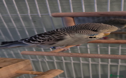 Budgerigars birds for sale: Budgie for sale  - Image 2