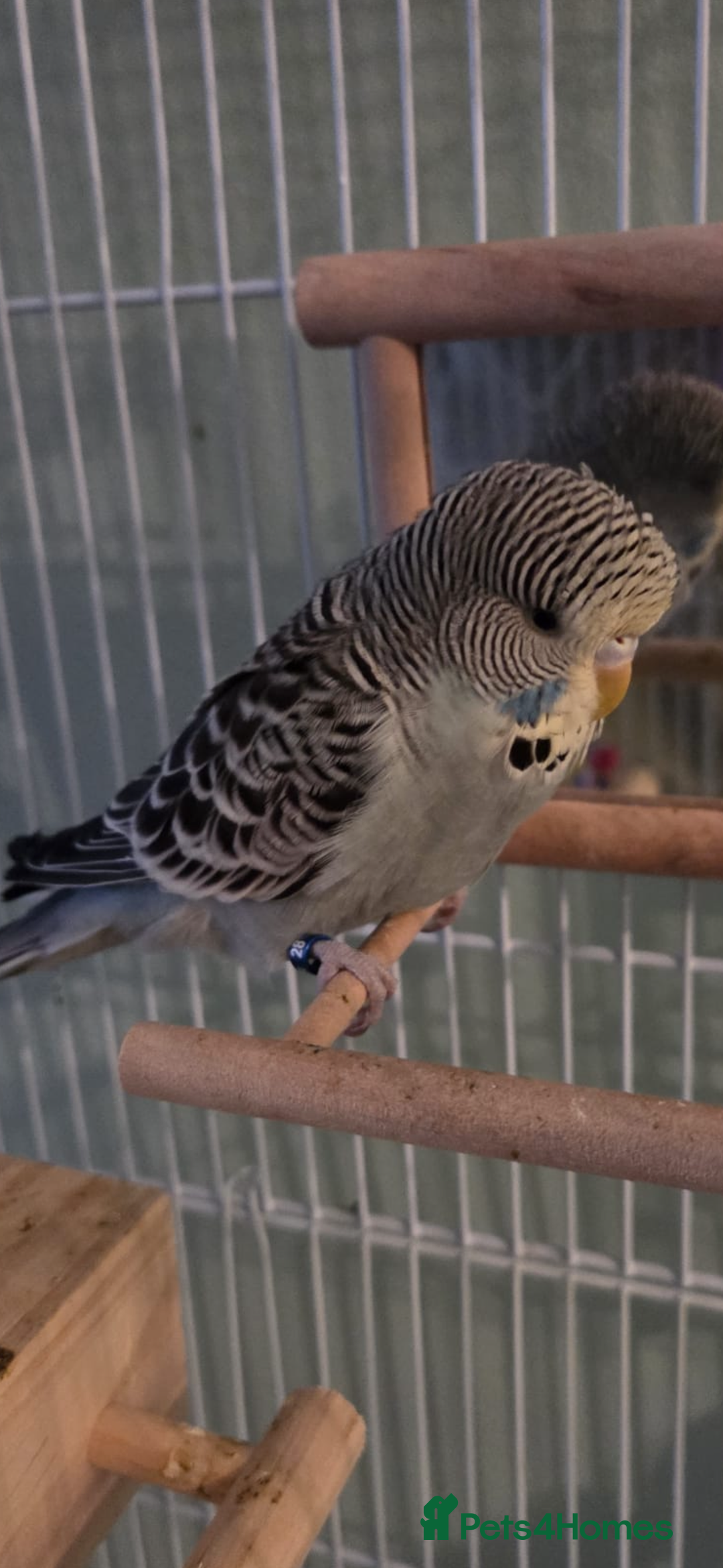 Budgerigars birds for sale: Budgie for sale  - Image 2