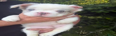 French Bulldog 1