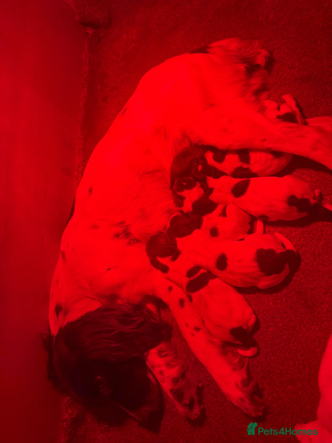 English Springer Spaniel dogs for sale: KC Registered English Springer Spaniels  in Billingham - Advert 2