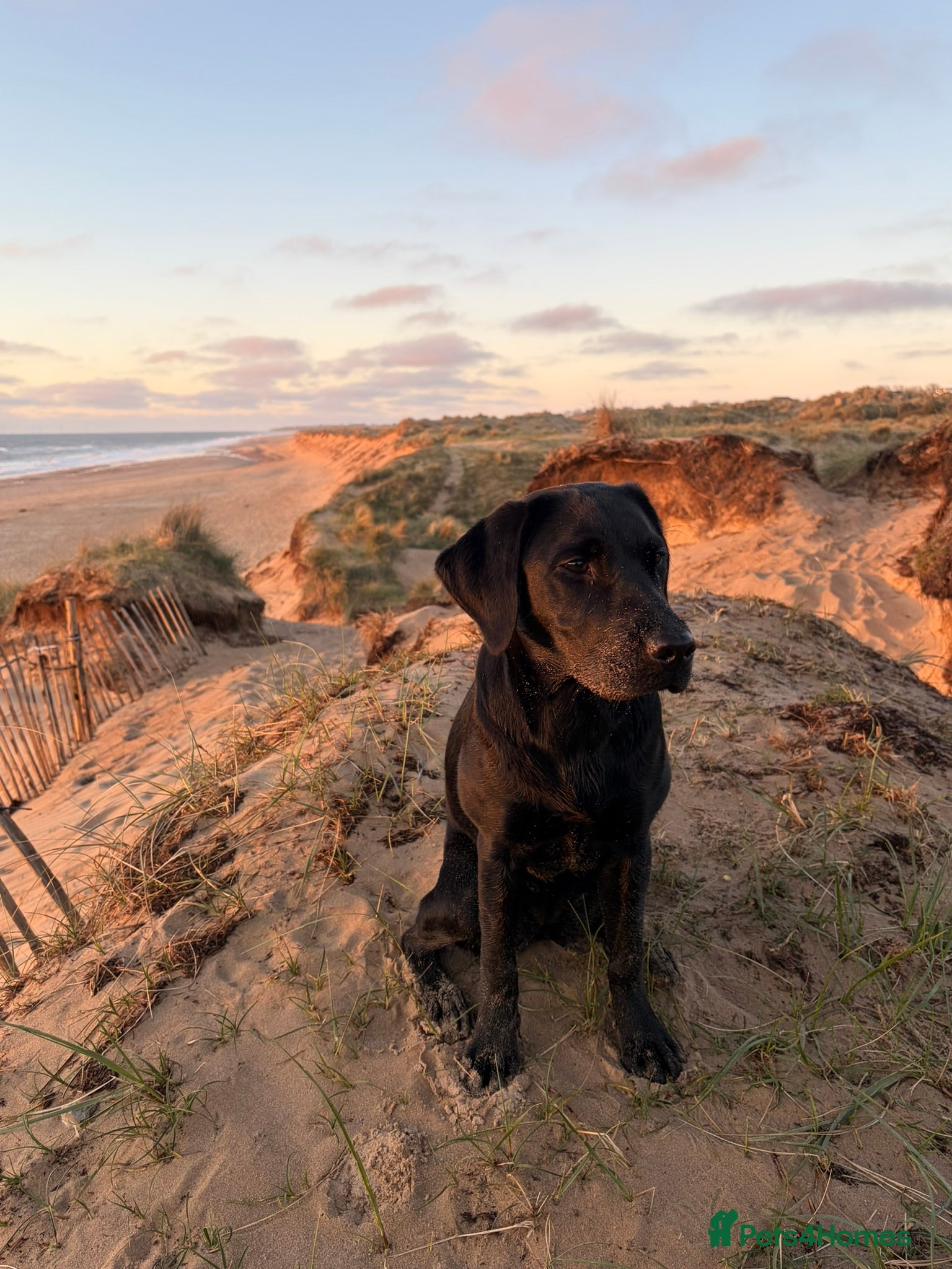 Labrador Retriever dogs for sale: Lainey - Beautiful Female Black Labrador Puppy - Advert 8
