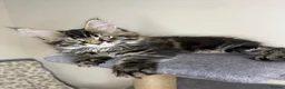 Maine Coon cats for sale: Maine coon kittens - Advert 11