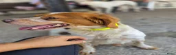 Brittany Spaniel dogs for adoption: Kiko, Brittany, aged 3 in Nottingham - Advert 7