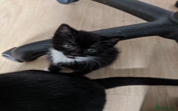 British Shorthair cats for sale: 5 tuxedo British shorthaired kittens - Image 1