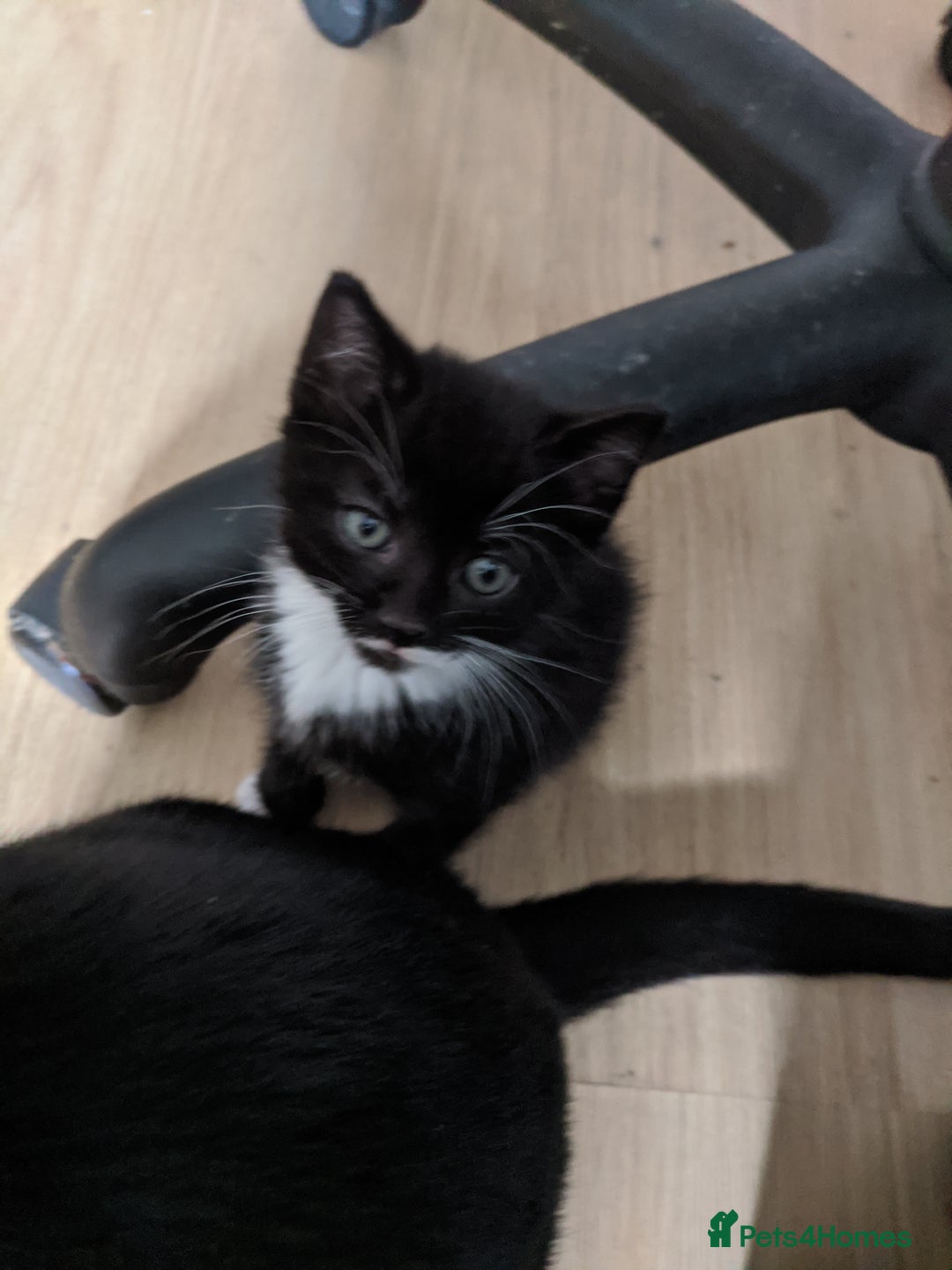British Shorthair cats for sale: 5 tuxedo British shorthaired kittens - Image 1