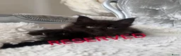 Maine Coon cats for sale: Only 2 left. SHOW QUALITY MAINE COON KITTENS  - Advert 27