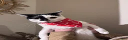Japanese Bobtail cats for sale: Oreo  in Bolton - Advert 2