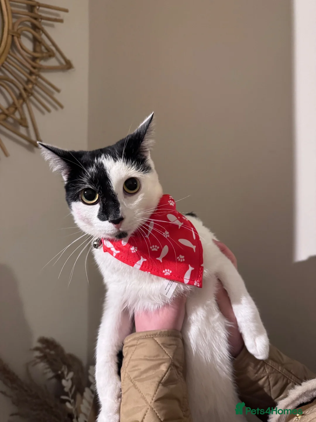 Japanese Bobtail cats for sale: Oreo  in Bolton - Advert 2