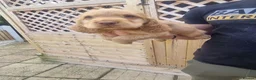 Sprocker dogs for sale: Stunning Sprocker Spaniel puppies  in Mansfield - Advert 20