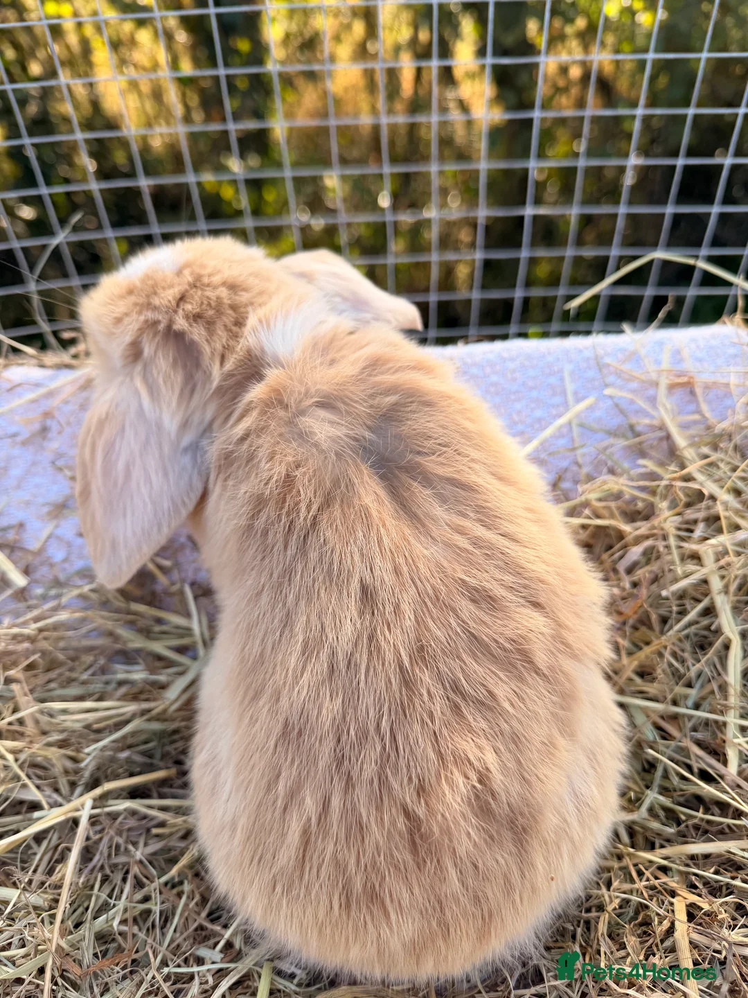 Mini Lop rabbits for sale: Gorgeous mini Lop babies  - Advert 13