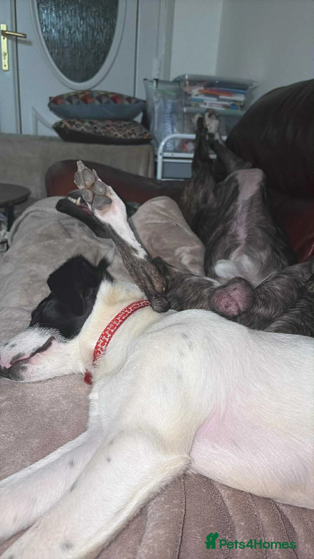 Mixed Breed dogs for adoption: Rupert Duffy, gorgeous 5 mth old Lab cross Pointer - Advert 8