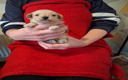 Cockapoo dogs for sale: 5 Cockapoo puppies 3 girls 2 boys  - Image 2