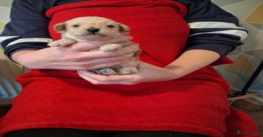 Cockapoo dogs - Advert 6