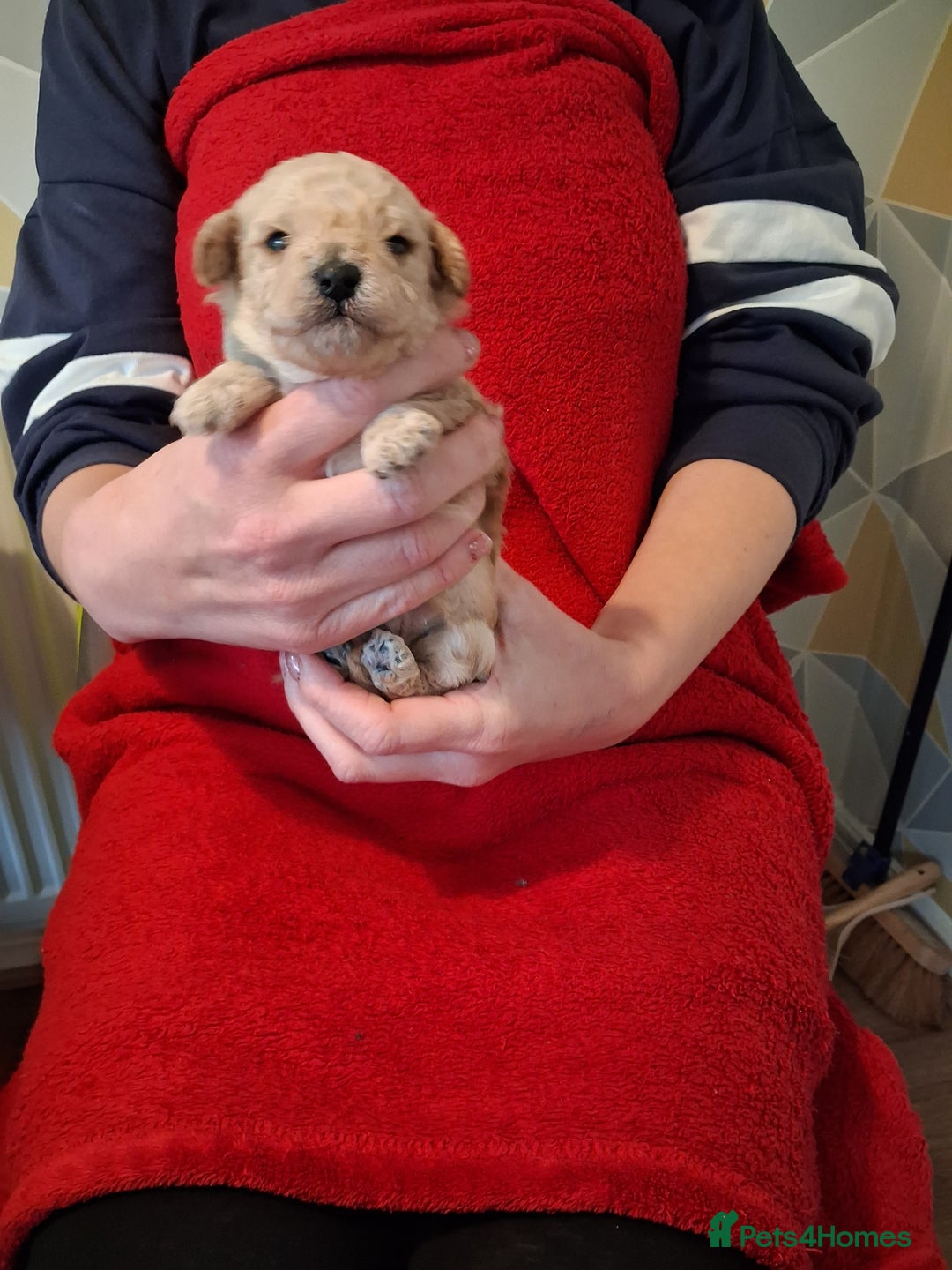 Cockapoo dogs for sale: 5 Cockapoo puppies 3 girls 2 boys  - Image 2