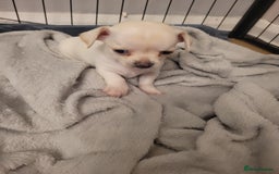 Chihuahua dogs for sale: Chihuahua puppies for sale - Image 4