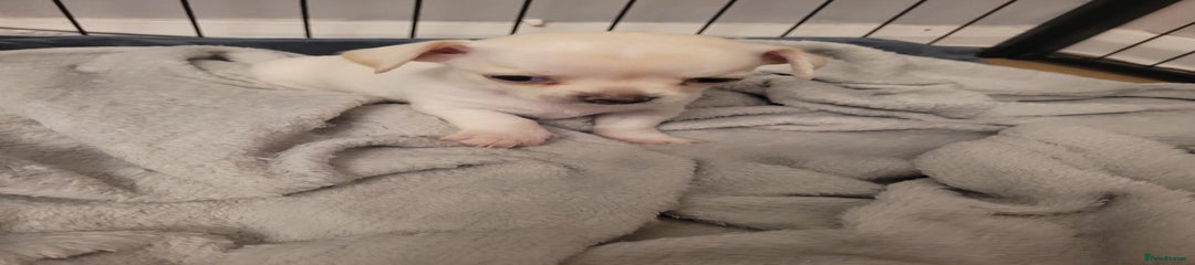 Chihuahua Puppy 1