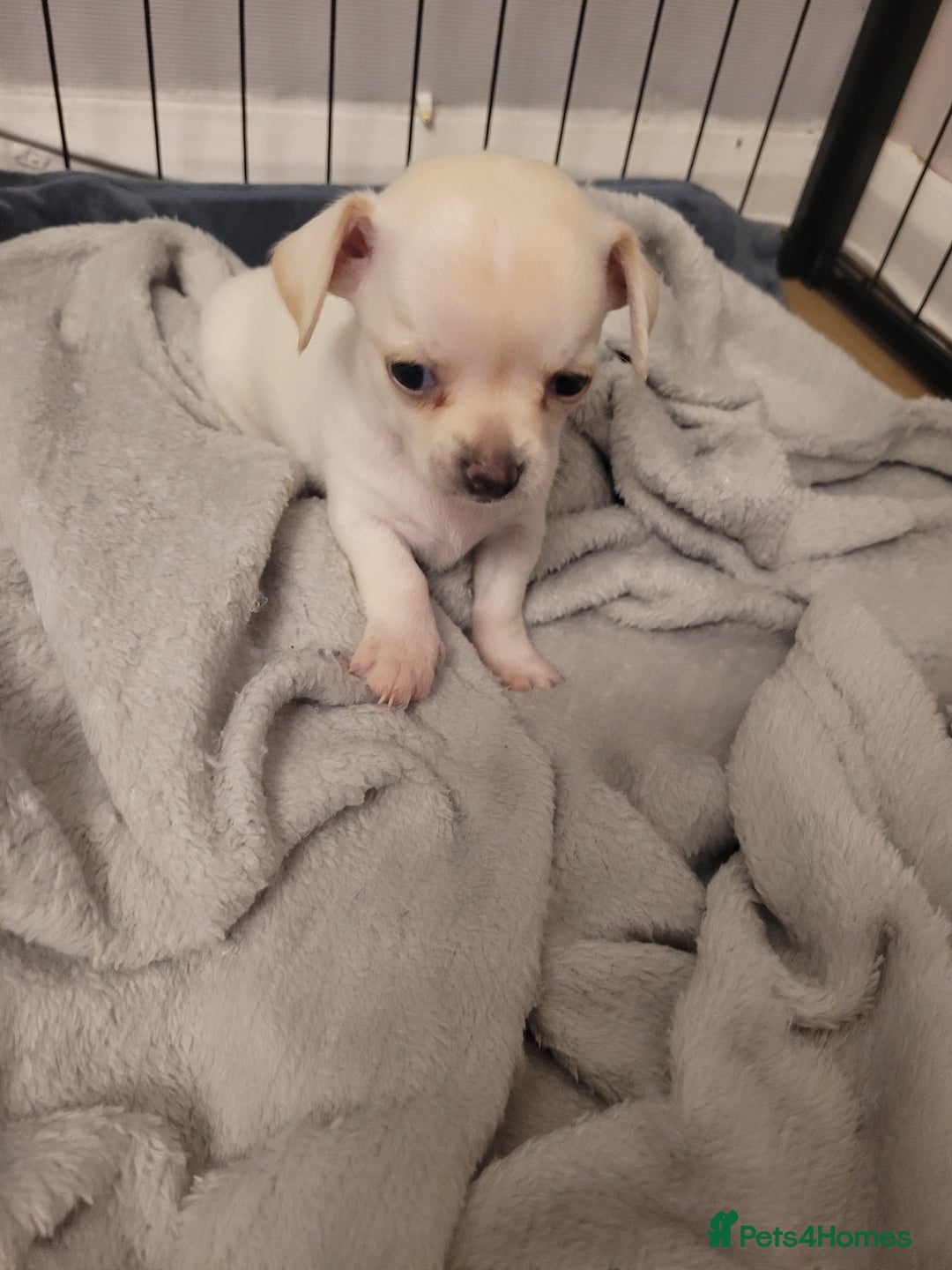 Chihuahua dogs for sale: Chihuahua puppies for sale - Image 4