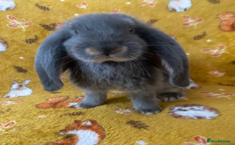 French Lop rabbits - Advert 2
