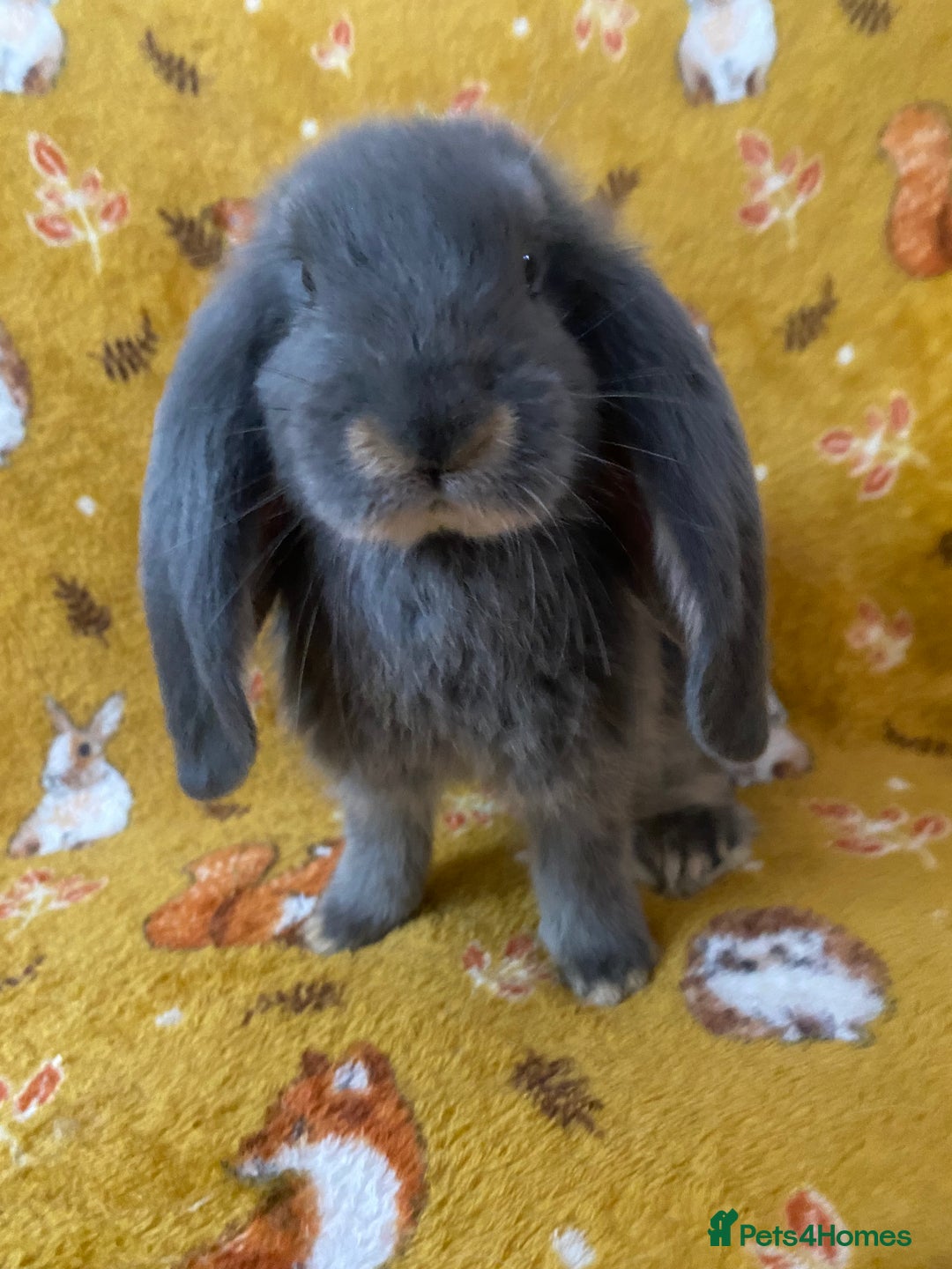 French Lop rabbits for sale: Brc rung Giant French lop rabbits for sale  - Image 3
