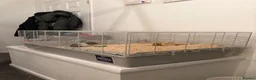 Hamster rodents for sale: Syrian hamster  - Advert 3