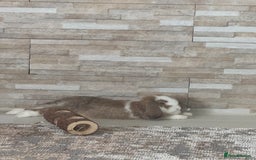 Mini Lop rabbits for sale: Beautiful mini lop - Image 4