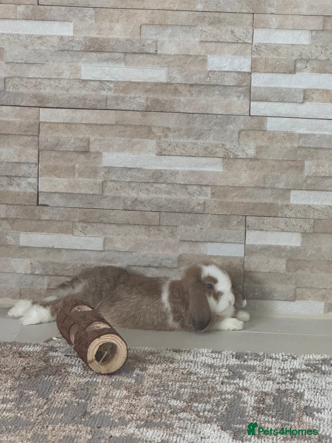 Mini Lop rabbits for sale: Beautiful mini lop - Image 4