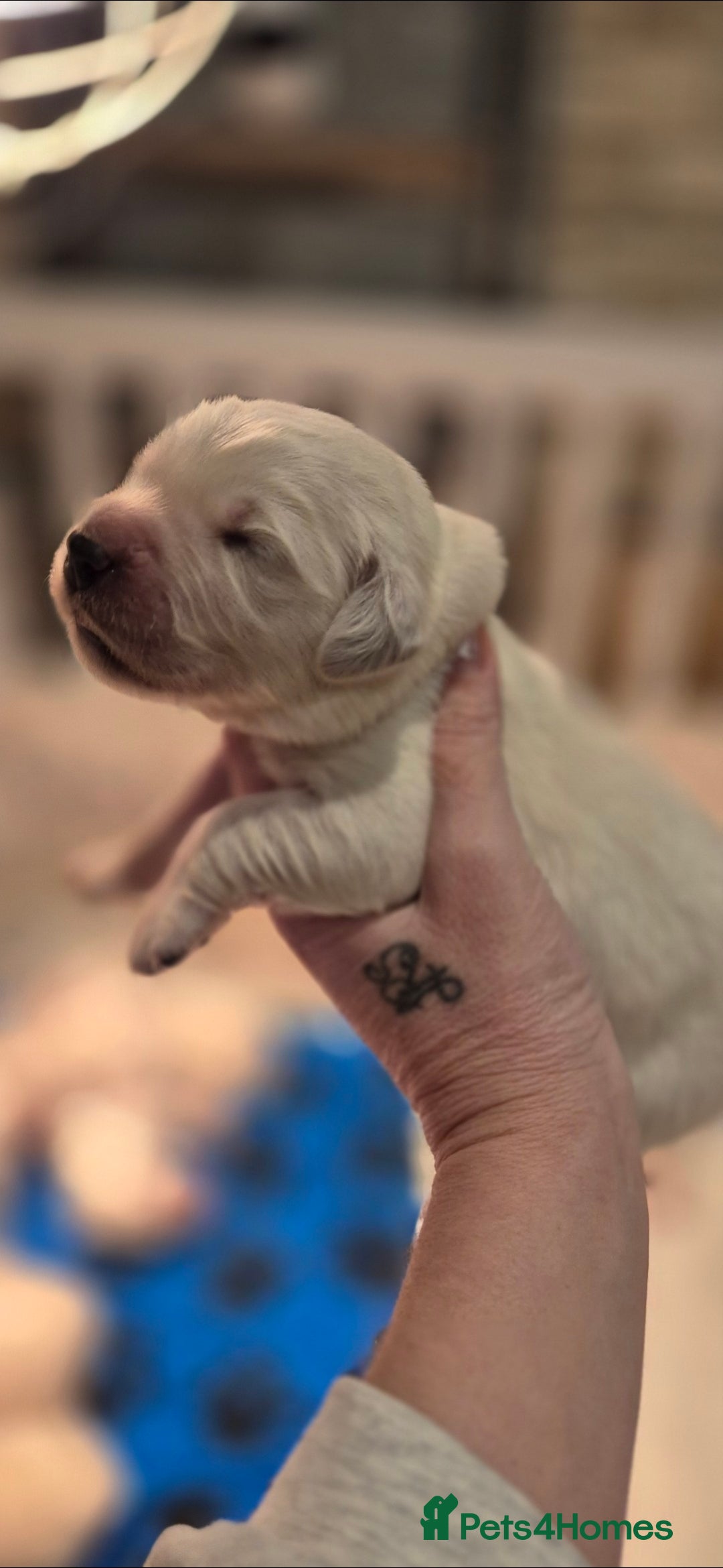 Golden Retriever dogs for sale: KC REGISTERED Golden Retriever puppies  - Advert 14